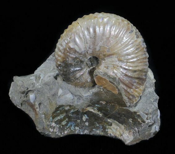 Hoploscaphites Ammonite - South Dakota #60231